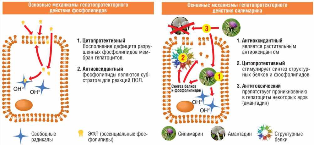 Гепатопротекторы при гепатите: Эффективные методы лечения и профилактики