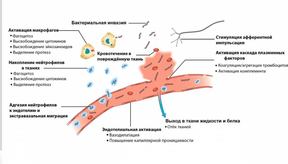 Иммуносупрессия: Основы, Механизмы и Последствия