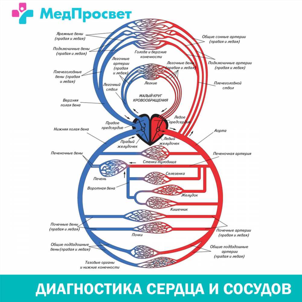 Исследование анатомии: маршруты кровотока от сердца к тканям