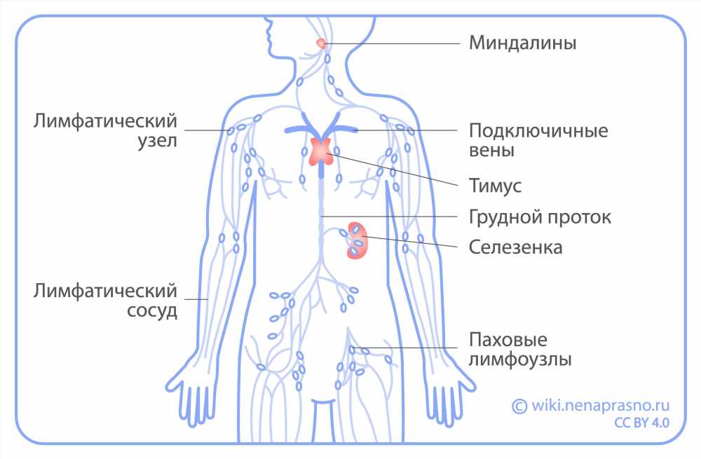 Лимфа: Роль в Организме