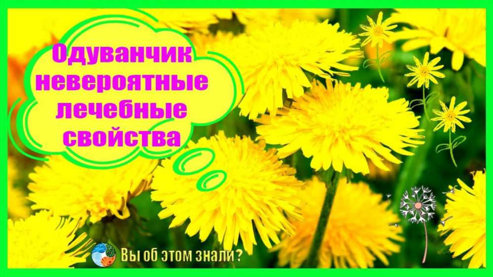 Одуванчик: Лечебные Свойства и Противопоказания