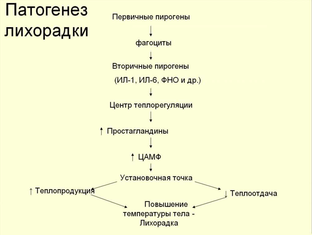 Патогенез лихорадки: влияние центров терморегуляции на температурный баланс