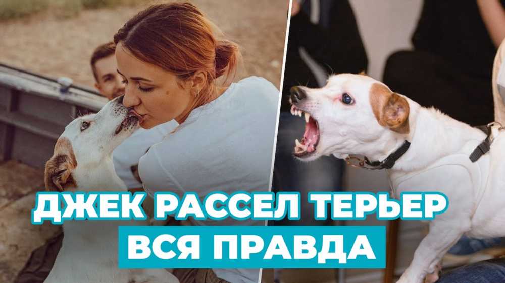 Полный гид по уходу за щенком джек рассел терьера: советы и рекомендации