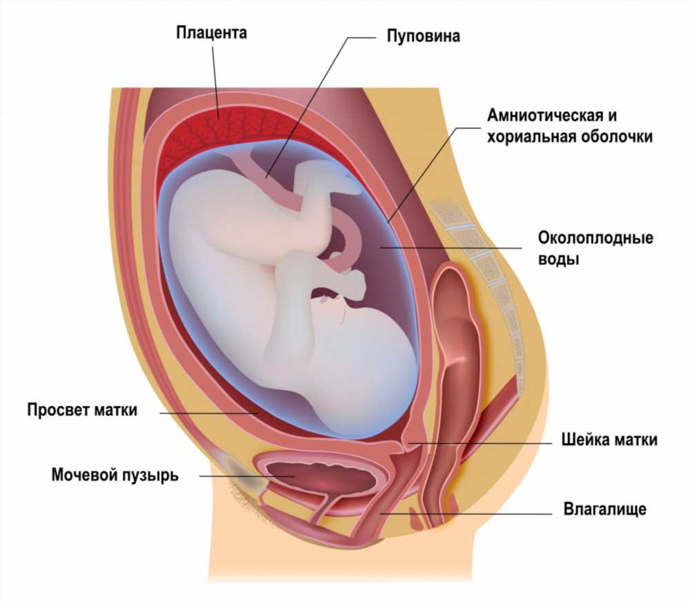 Путеводитель по 9-ой неделе беременности: изменения, симптомы и рекомендации