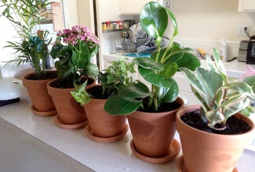 Сколько комнатных растений необходимо для создания комфортной атмосферы в доме?