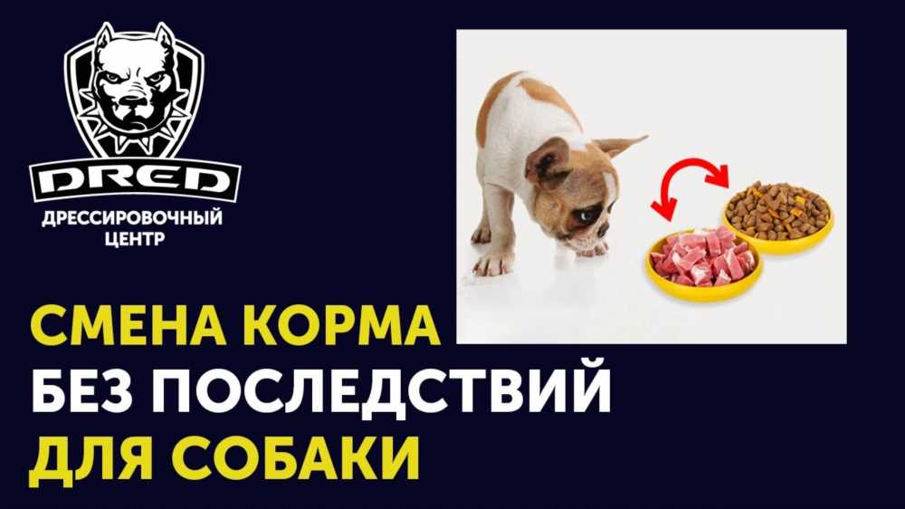 Сколько времени займет смена корма: полезные советы и рекомендации для вашего питомца