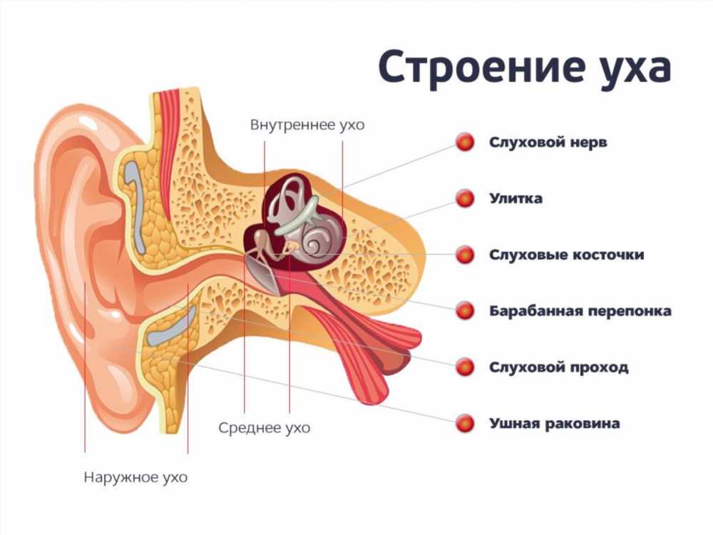 Устройство среднего уха: анатомия, функции и роль в слуховом восприятии