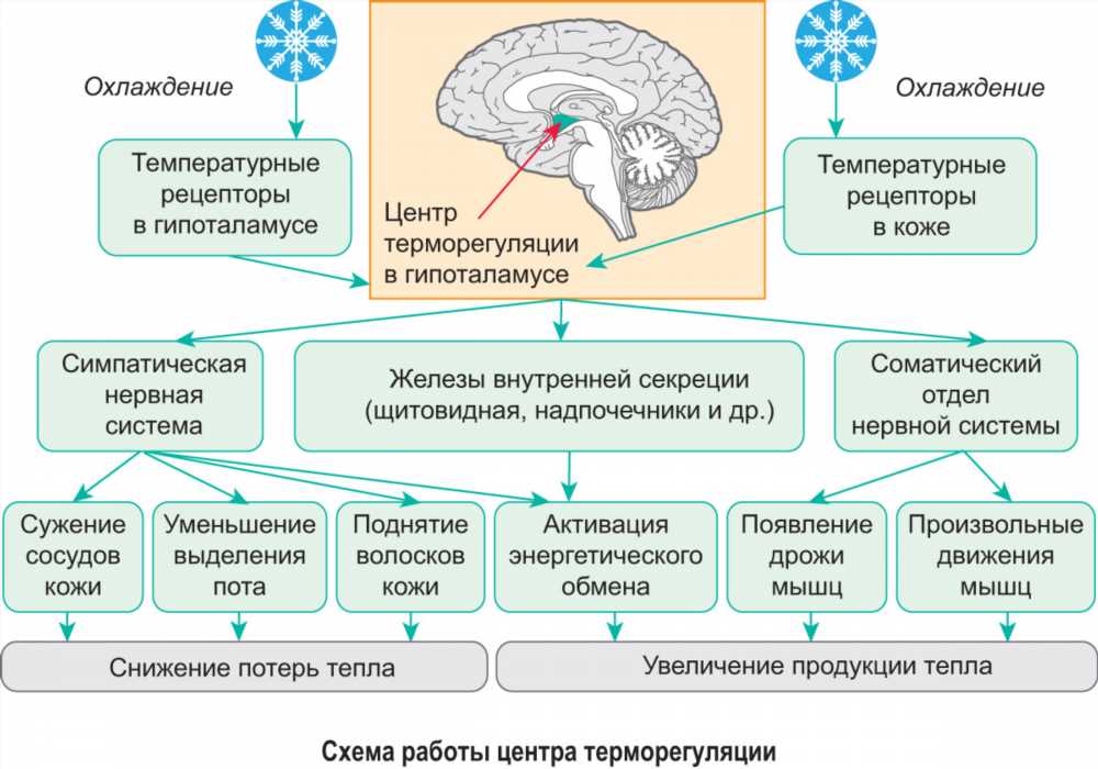 Влияние факторов окружающей среды на систему крови: Отрицательные и положительные воздействия